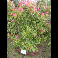 Photinia - Photinia x fraseri Red Robin (fam Rosacees) (02)